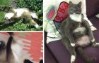 Video Video's van dieren Dieren