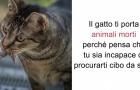 Video Katzenvideos Katzen