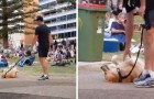 Video Video's van Honden Honden