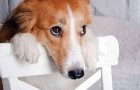 Video di Cani