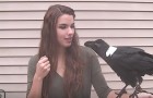 Vídeo de Pássaros