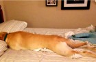 Video de Animales