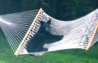 Video di Orsi