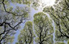 Video Natura