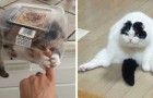 Video Video's van Katten Katten