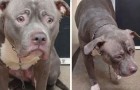 Vídeo de Cachorros