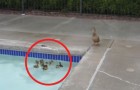 Vídeo de Patos