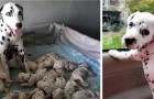 Video Rekordvideos Rekorde