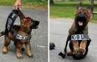 Video Hundevideos Hunde