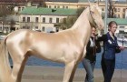 Video Cavalli