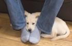 Vidéos de Chiens