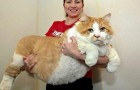 Video di Gatti