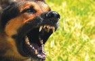 Video de Perros