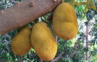Video Natura