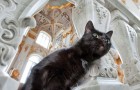 Video di Gatti