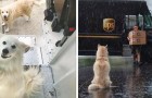 Video di Animali