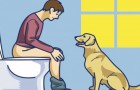 Video de Animales