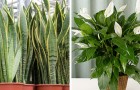 Video Giardinaggio