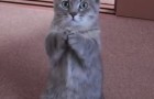 Adorabile Gatto Supplica per Avere il Cibo