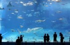 Video Fishes