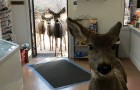 Video di Cervi