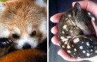Video Cuccioli