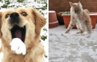 Video Video's van Sneeuw Sneeuw