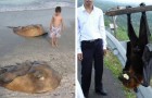 Video Australia