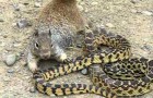 Video Snakes