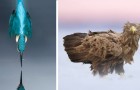 Vidéos d' Oiseaux
