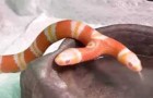 Vidéos de Serpents