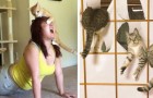 Video de Gatos