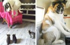 Vídeo de Cachorros