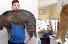 Vídeo de Animais