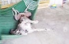 Vidéos d' Animaux