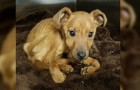 Video Cachorros
