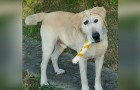 Video Rescues
