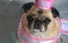 Vidéos de Chiens