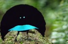 Video Uccelli