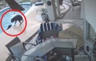 Video Dogs