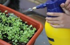 Video Green
