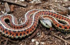 Video Serpenti