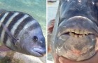 Video Peces