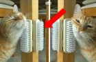 Video de Gatos