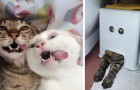Video Video's van Katten Katten