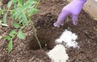 Vídeo de Jardinagem