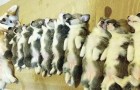 Video di Cani