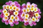 Video de Jardineria