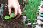 Video Giardinaggio