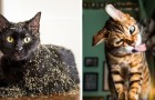 Video di Animali
